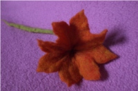 orange Blüte